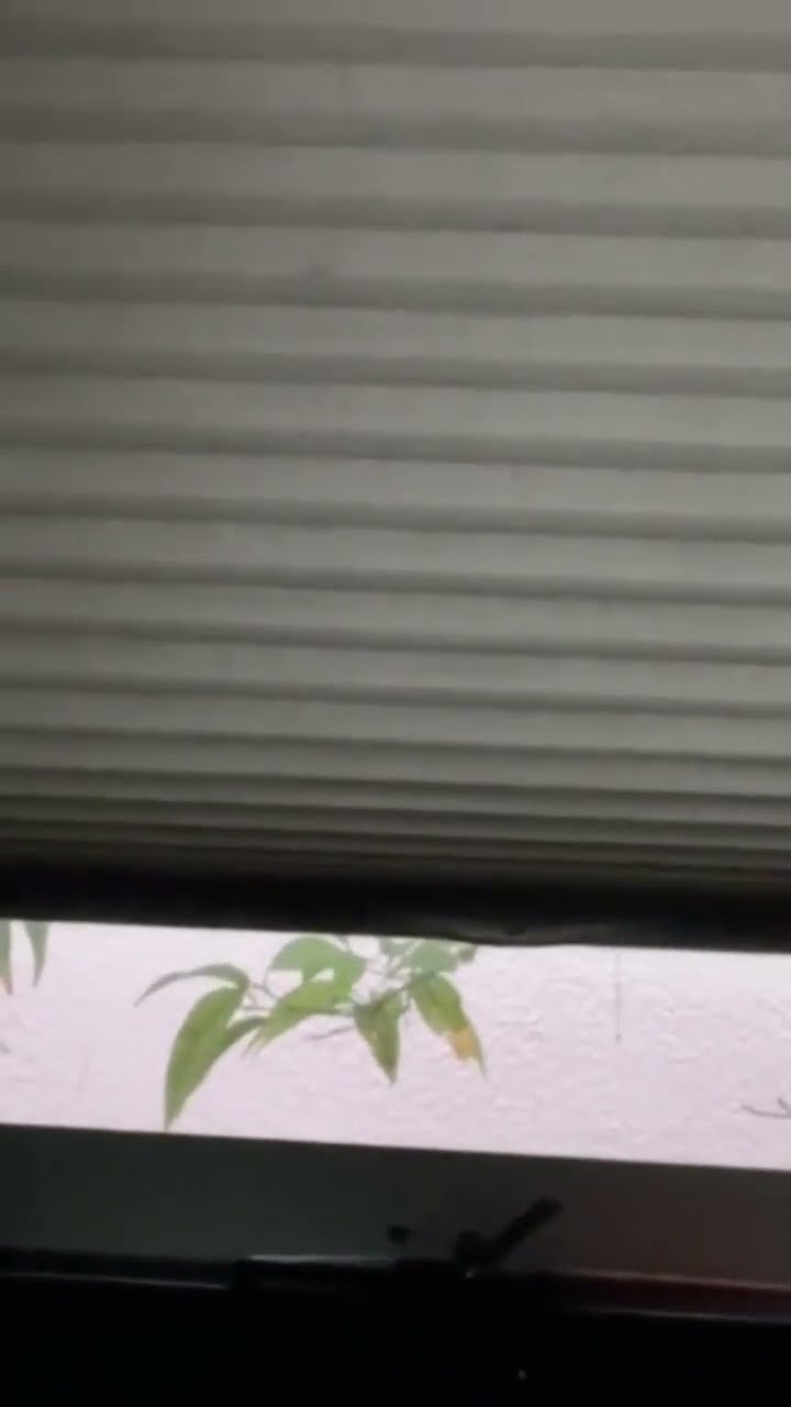 Bro had a troll bitty bird tweaking out in the morning on Saturday