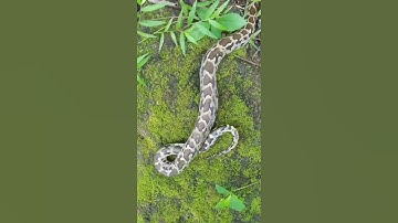 indian rock python non VENOMOUS 💯💥😱😱😱😱 stronger then alll 🐍🐍🐍🐍🐍 snakes