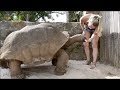 Qué Pasa Con Las Tortugas