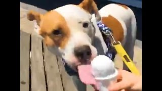 Pit Bull Gets The Best Day Out Of The Shelter