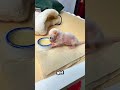 Rescued the Smallest Creature I've Ever Seen #animalrescue #wildlife