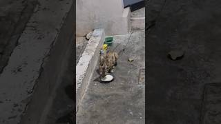 చికెన్ బిర్యాని కావాలని చెప్పాను.......🍗 Chickenchinna piece kavali annaadaa...Thinu raa #Satya sri