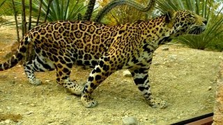 Next Stop: Palm Springs - The Living Desert