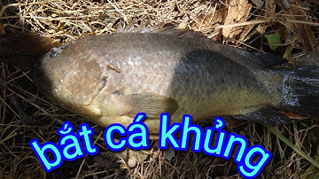 "BẮT CÁ KHỦNG Ở MIỀN TÂY"cảnh đẹp miền tây"phương Mỹ điền vlog