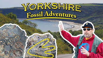 Yorkshire Fossil Hunt! Dinosaur Footprints and Ammonites
