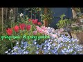 playlist🎵【ガーデニング】輝く４月の庭｜未公開シーン｜Spring playlist and spring garden｜おうちガーデンサウンドトラック