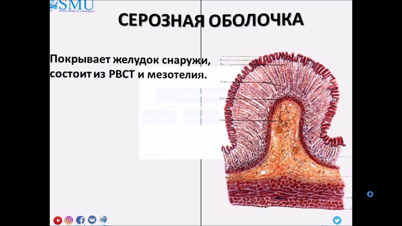 Гистология пищевода и желудка - YouTube