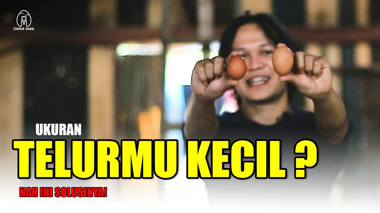 CARA UNTUK MEMPERBESAR UKURAN TELUR  || Ternak Ayam Petelur