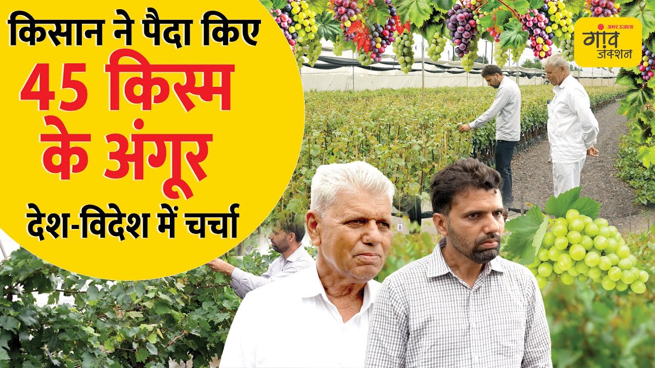 भारत की इकलौती नर्सरी, जहां हैं 300 साल पुरानी अंगूर की किस्में | @gaonjunctionofficial
