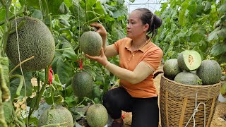 Harvesting Melon-Ichiba Goes to the market - Helping Farmer Grow Corn