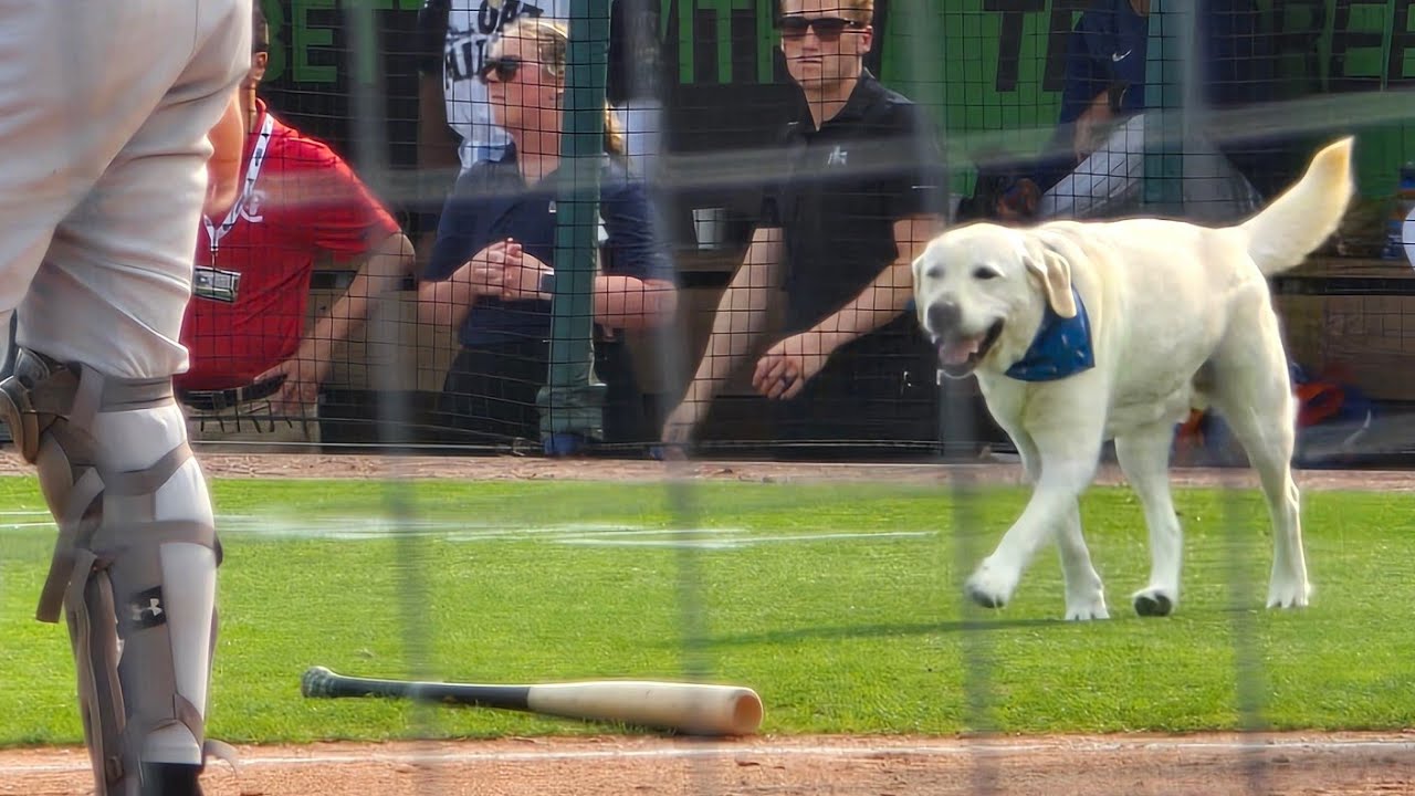 Myrtle Beach Pelicans Ballpark Review