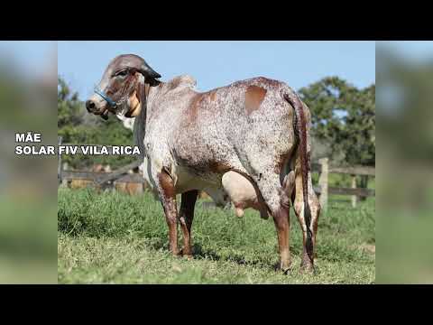 LOTE 22  CHARLOTE 2 FIV VILA RICA GIVR2180