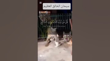 #قران_كريم #أذكار_المساء #المصحف #اكسبلور #قرآن #الرحمن #ترند #لايك #حيوانات