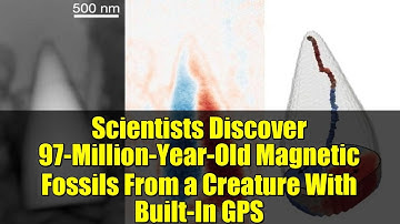 Scientists Discover 97-Million-Year-Old Magnetic Fossils From a Creature With Built-In GPS