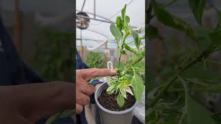 TOPPING OFF chillies