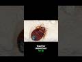 How To Tell If You Have Bed Bugs  #dermatologist