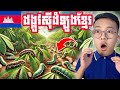 ១យប់សុីអស់១ហិតា តើសង្ឃឹមអី🤯