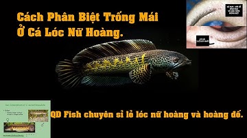 Cách Phân Biệt Trống Mái Của Cá Lóc Nữ Hoàng | QD FISH