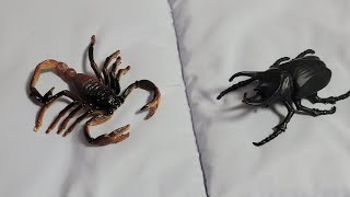 전갈vs코카서스장수풍뎅이 (scorpion vs caucasus beetle)