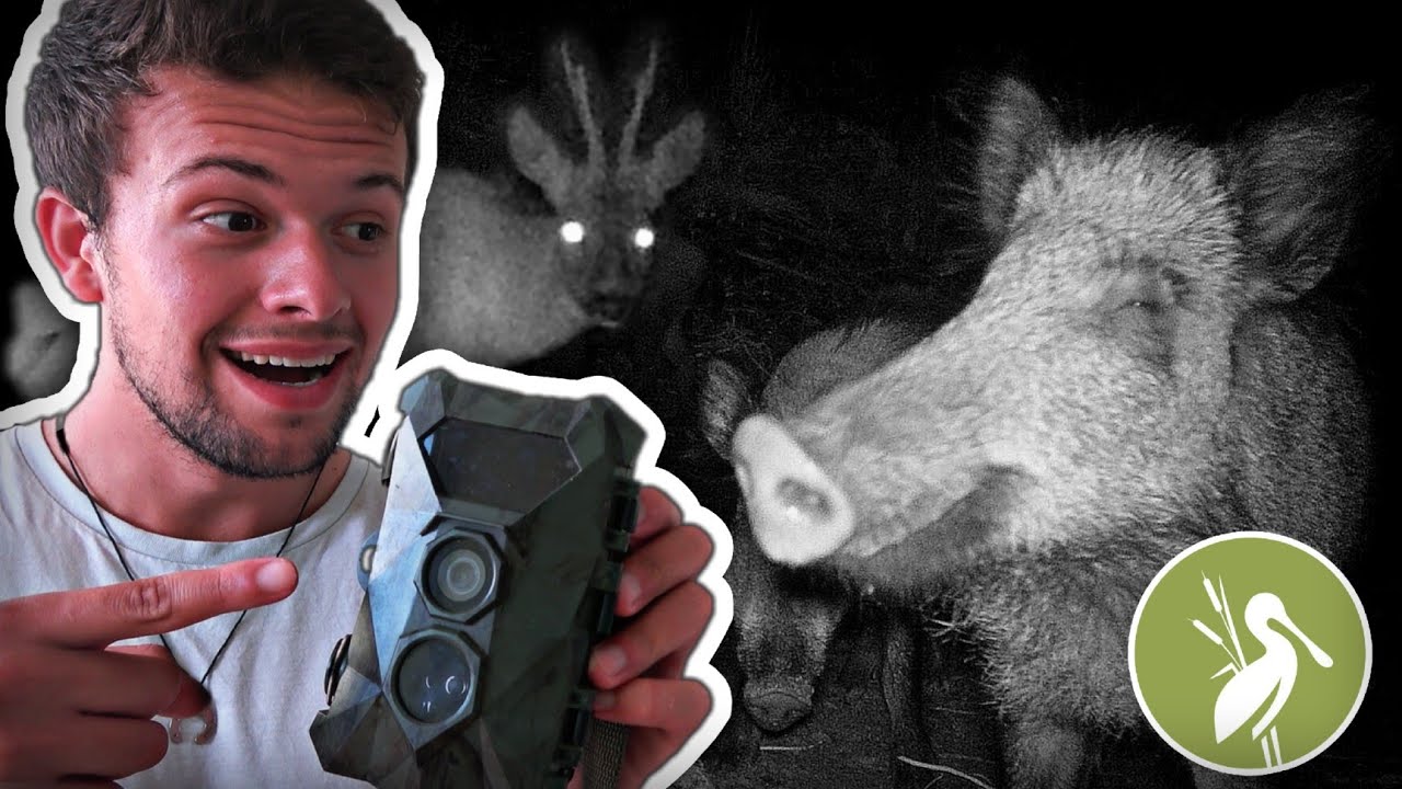 J'ai laissé une caméra dans une réserve naturelle, Parc du Marquenterre