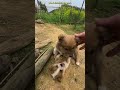 Watch These Adorable Puppies Play Fight! Ultimate Cuteness Overload!