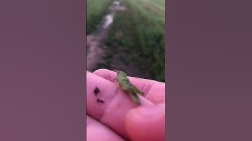 Bounce like the wind, young grasshopper #bug