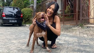 ARTIS CANTIK SORAYA RASYID JATUH CINTAH DENGAN FLOKI SI ANJING KAMPUNG !!!