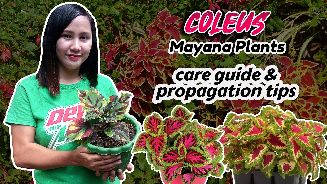 mayana care tips & easy way to propagate | how to propagate mayana plants  (coleus plant care)
