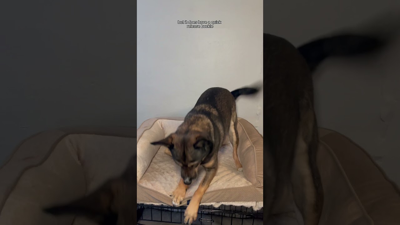 Reflective collar for your fur baby! 