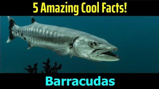 5 Fascinating Facts About Barracudas