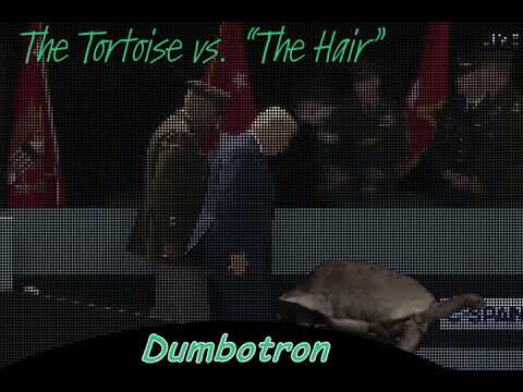 download hair and the tortoise download hair and the tortoise
