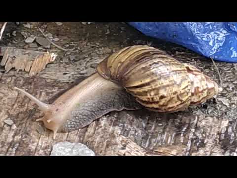 Crawling snail looking for food and drinking water #snail #shortsviral