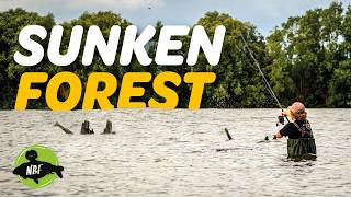 Monster Carp Hiding in a Sunken Forest...