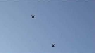 МОИ ГОЛУБИ.  PigeonsЧёрной масти.