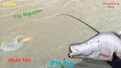 Lure thác lác tây nguyên..đánh mấy đường...gập toàn hàng khũng