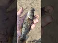 Самый крупный бычок ратан рыба fish