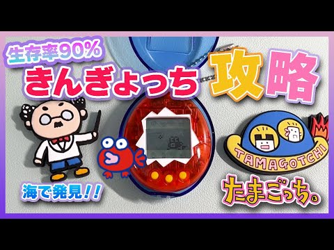 たまごっち育成動画】海たまで自由自在に育てられる❗️HRL実験