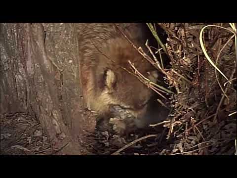 The Unexpected Animal In Hawaii: Raccoons?