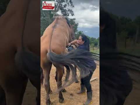 Video: Binatang Binatang: Kuda Liar Lahir Dari Inseminasi Buatan, Anjing Menunjukkan Perasaan pada Wajah