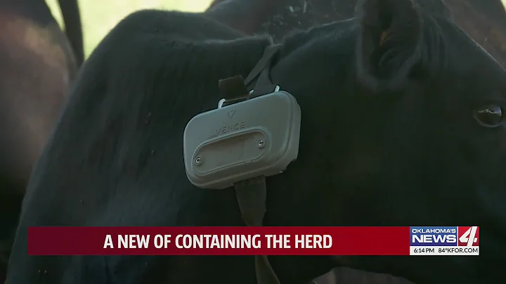 Virtual fencing: Cattle in collars studied at OSU for high-tech future of ranching