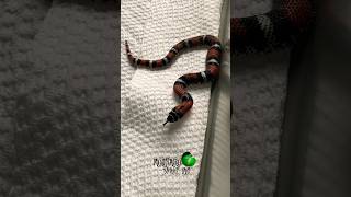 Our baby snake shed! #molinarosnakelab #shorts #tricolorhognose #hognose #reptile #snakebreeding Our baby snake shed! #molinarosnakelab #shorts #tricolorhognose #hognose #reptile #snakebreeding