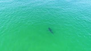 Drone Footage Captures Great White Shark Off Cape Cod Beach