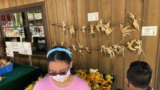 Willow View Farm: Family Bonding at the Pumpkin Patch 2020
