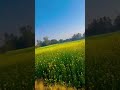 #mustard #field