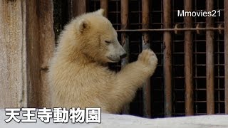 イッちゃんの鳴き声(天王寺動物園 ホッキョクグマ) Шилка плачет