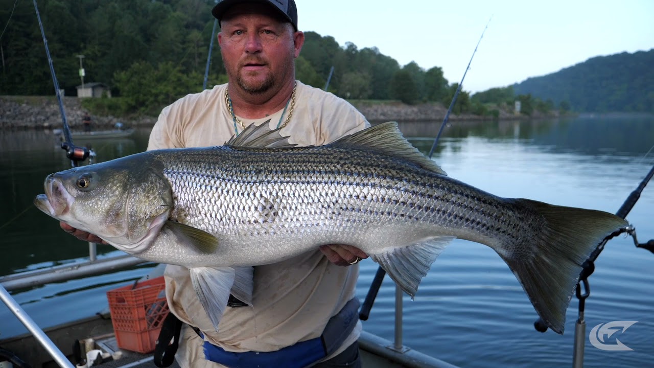 Striper Stealth Rod YouTube