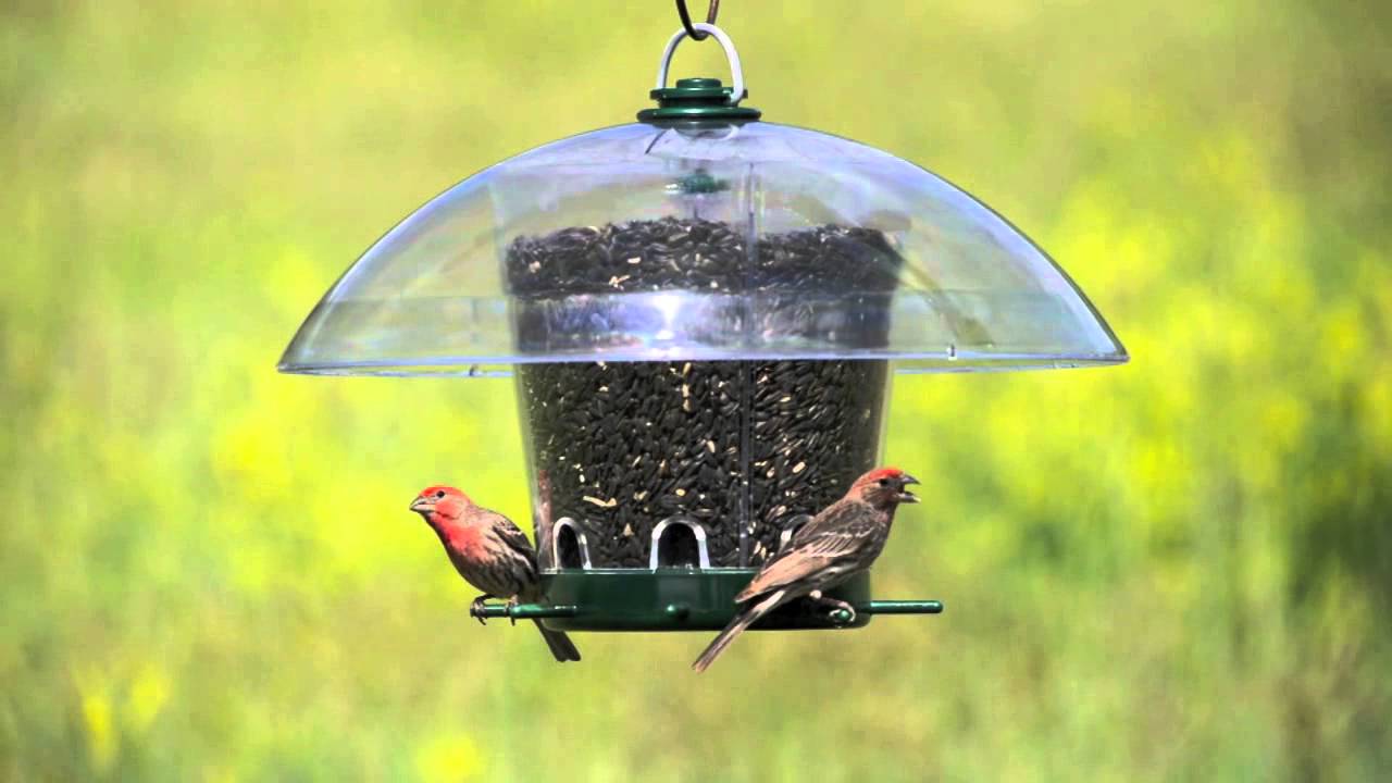 KFeeders® Carousel Wild Bird Feeder YouTube