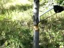 Falling dead wood with RTAK II knife & Sawvivor:  Cut Smart!