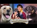 DOG SHORT FILM | SIMMBA MET POCKET | ROTTWEILER PUPPY - LABRADOR | #Funny #Bloopers || MOHAK MEET