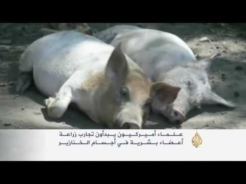 تجارب زراعة أعضاء بشرية بأجسام الخنازير